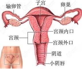 變性手術(shù)整形醫(yī)院問詢免費(fèi)平臺(tái)