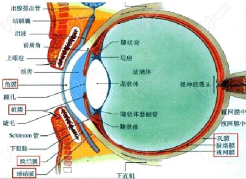 后鞏膜加固術(shù)后視力能提高多少