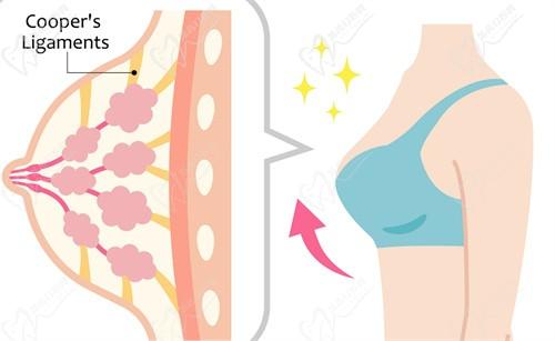 黃廣香和朱云做胸的區(qū)別：深度分析黃廣香和朱云隆胸技術(shù)風(fēng)格差異及案例對(duì)比